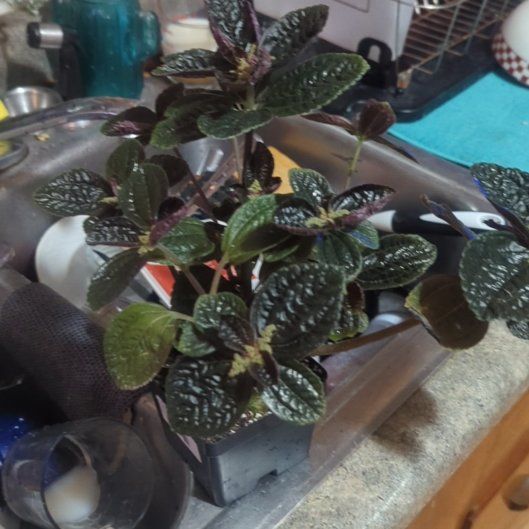 Photo of the plant species Chocolate Pilea by @GenteelChaya named Bigleef Smalls on Greg, the plant care app