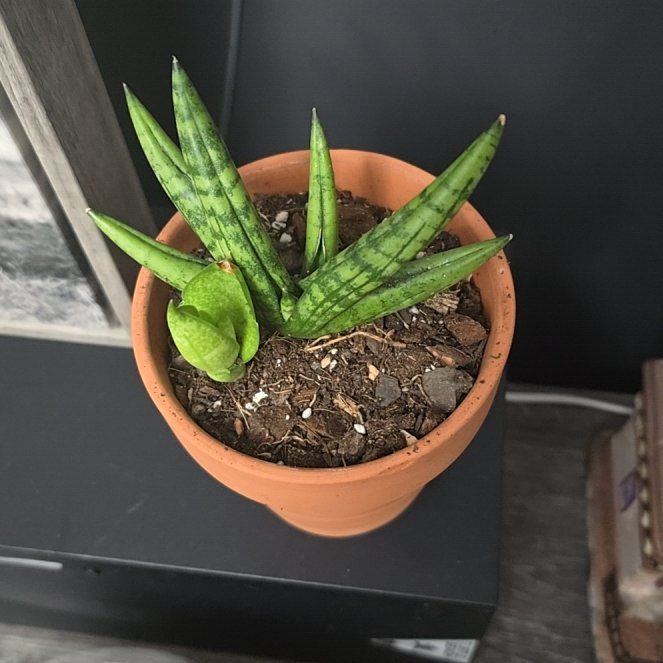 Photo of the plant species sanseveria starfish by @SmartChainfern named LiloStitch on Greg, the plant care app