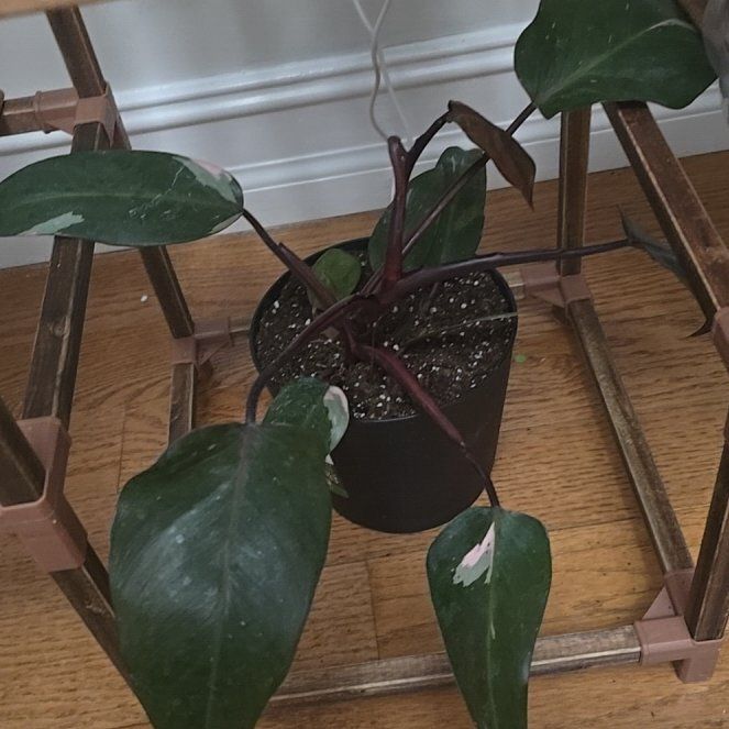 Photo of the plant species Marble Pink Princess Philodronden by @SmartChainfern named Leaf Erickson on Greg, the plant care app