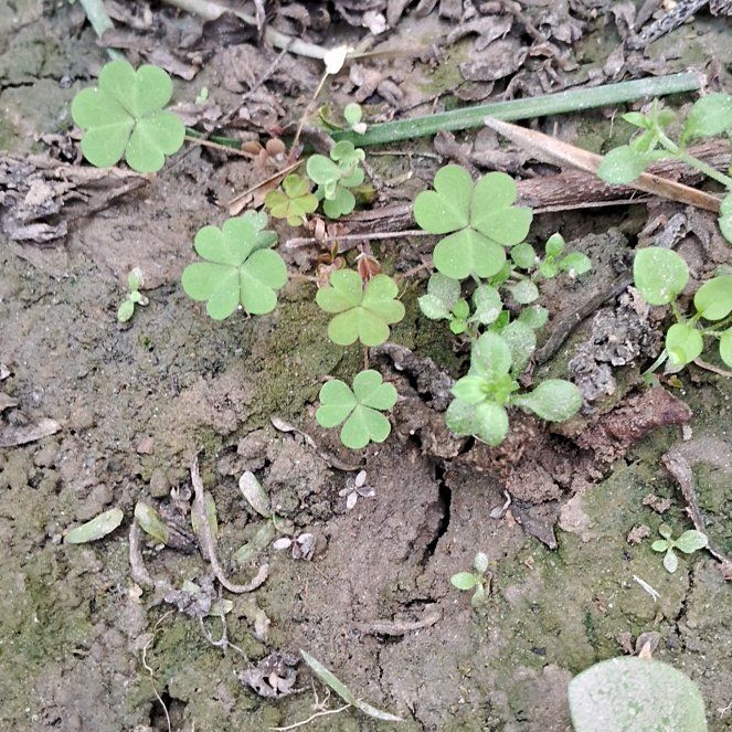 Photo of the plant species Violet Woodsorrel by @HipBlinks15 named Aristotle on Greg, the plant care app