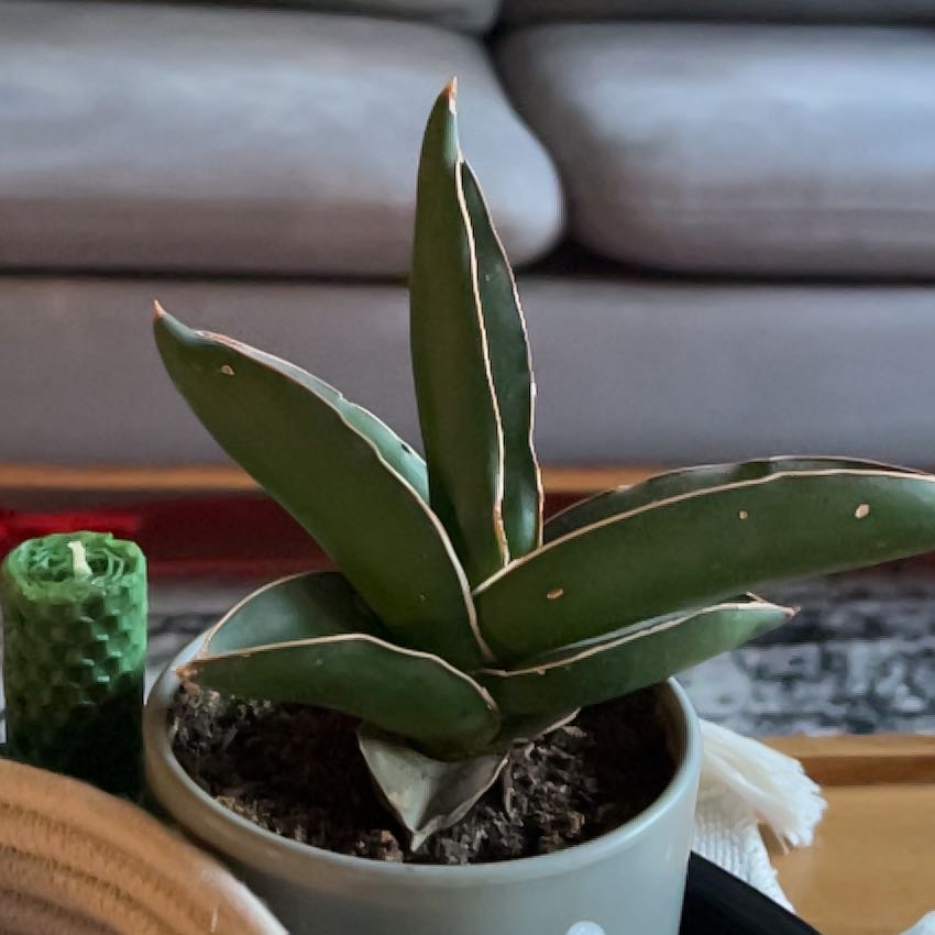 Photo of the plant species sanseveria starfish by @VastSitkaspruce named Winston on Greg, the plant care app