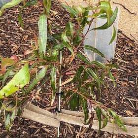 Photo of the plant species Lemon-Scented Gum Tree by @StackedBluebill named Michelle Branch on Greg, the plant care app