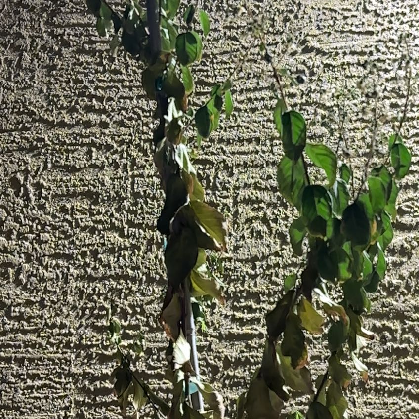 Photo of the plant species Natchez Crape Myrtle by @AwakePilea named Crepey on Greg, the plant care app