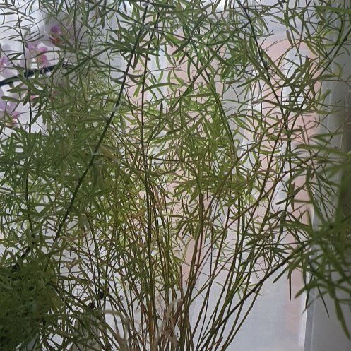 Photo of the plant species Emerald Feather Fern by @SavoryWasabi68 named Sherlock on Greg, the plant care app