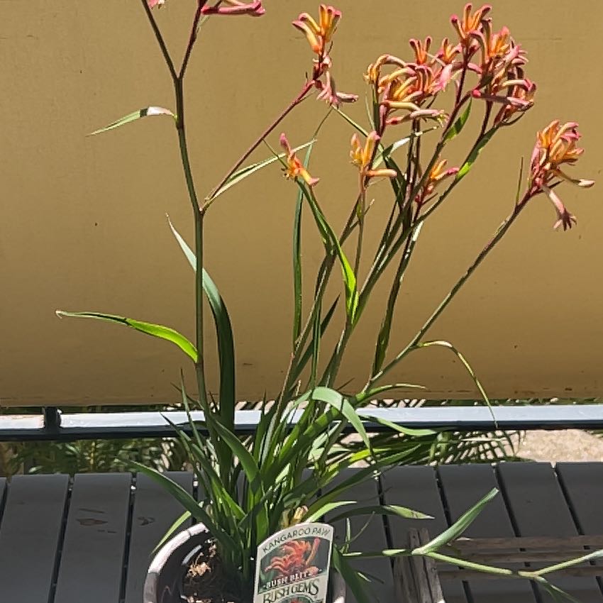 Plant care for Anigozanthos 'Joe Joe Yellow' on Greg, the plant care app