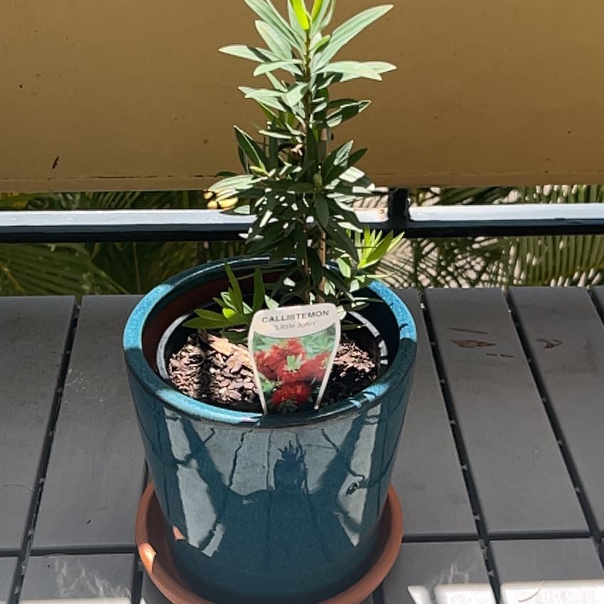 Photo of the plant species Callistemon 'Little John' by @KindPiceaglauca named Harmony on Greg, the plant care app