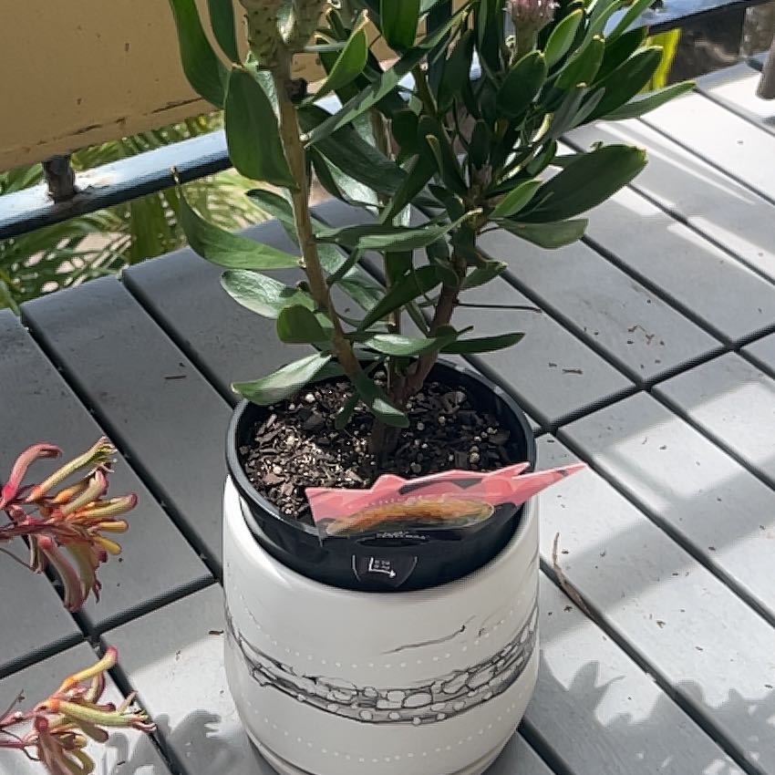 Photo of the plant species Wart-Stemmed Pincushion by @KindPiceaglauca named Pax on Greg, the plant care app