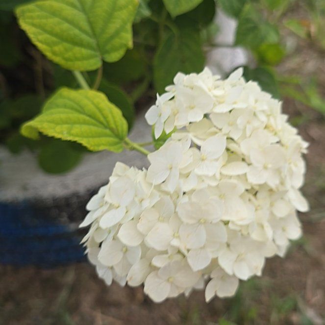 Photo of the plant species Ashy Hydrangea by @ZestyHenbane named Luna on Greg, the plant care app