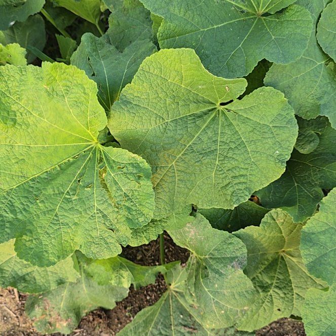 Photo of the plant species Common Hollyhock by @ZestyHenbane named Forrest on Greg, the plant care app