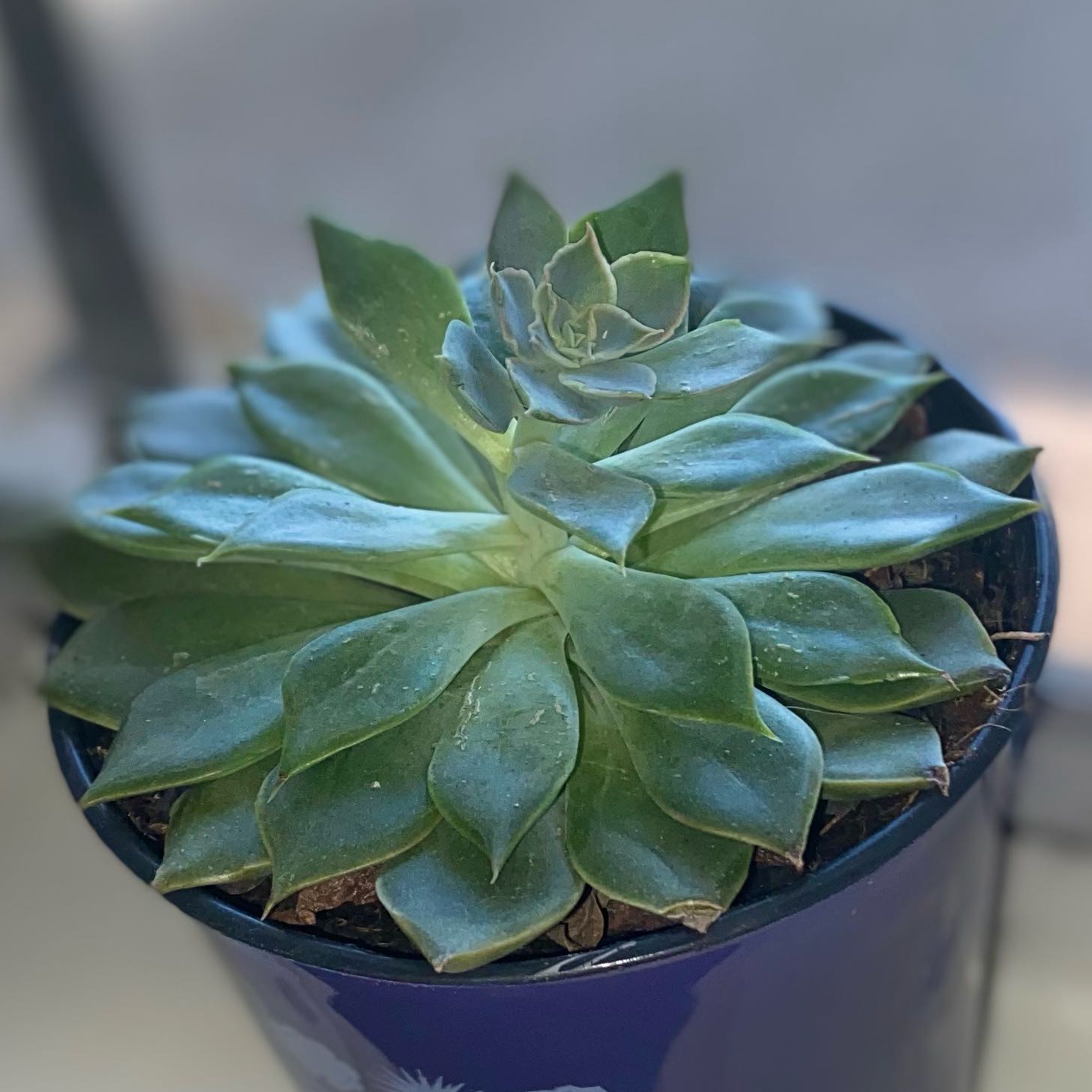 Photo of the plant species Echeveria 'Mensa' by @Tay.necoleee named Sebastian 🦀 on Greg, the plant care app