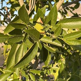 Photo of the plant species Velvet Ash by @WillFlameflower named Sanders on Greg, the plant care app