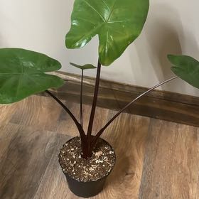 Photo of the plant species Alocasia 'Black Stem' by @CleanHedera69 named Fernie Mac on Greg, the plant care app
