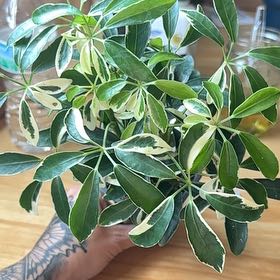 Photo of the plant species Variegated Umbrella Plant by @CleanHedera69 named Gregarious on Greg, the plant care app