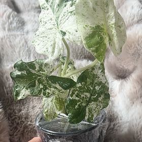 Photo of the plant species Blizzard Elephant Ear by @CleanHedera69 named LiloStitch on Greg, the plant care app