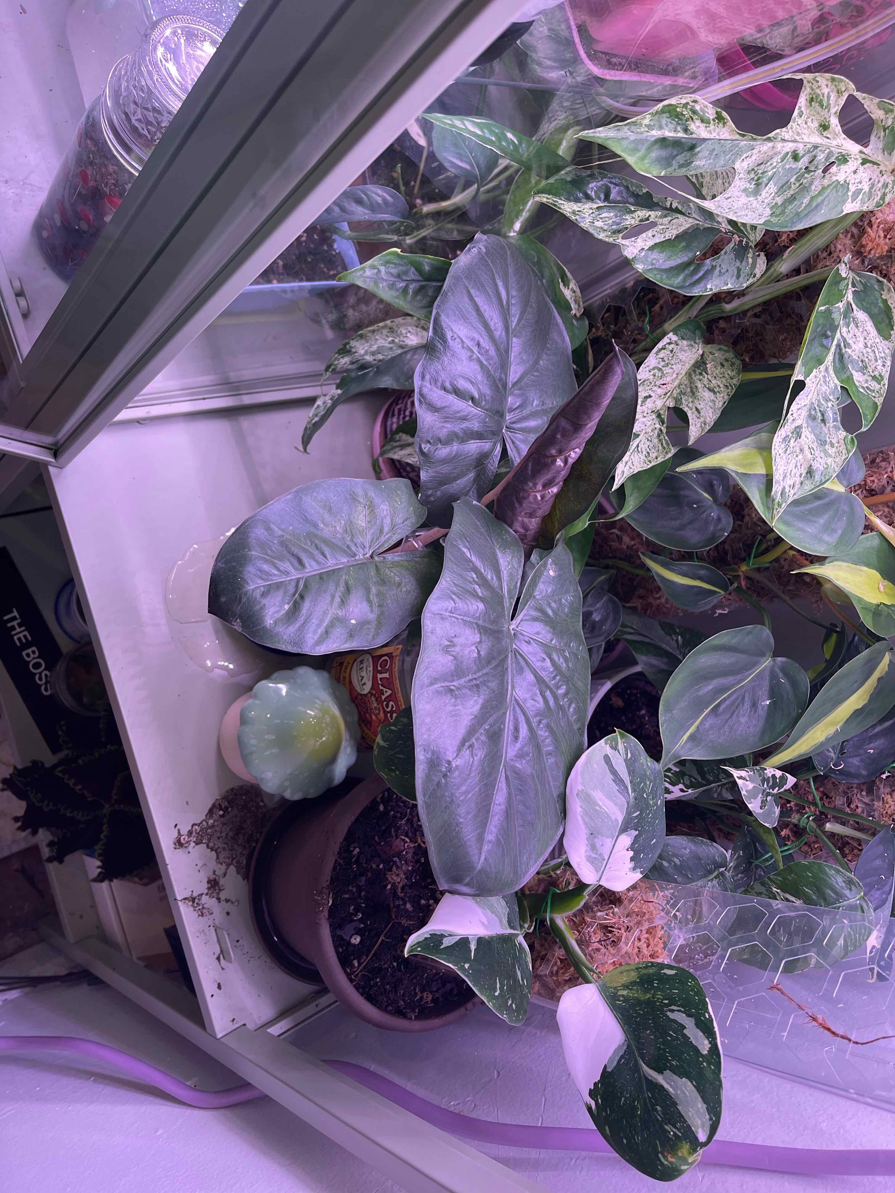 Photo of the plant species Alocasia Yucatan Princess Variegata by @Grilledchz named Forrest on Greg, the plant care app