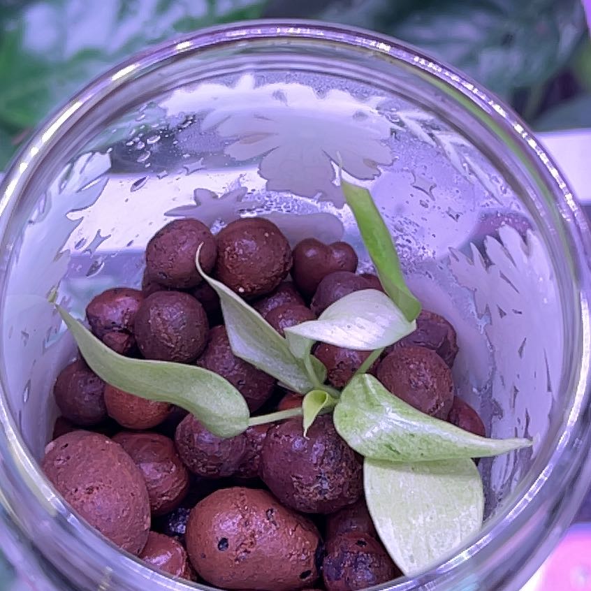 Photo of the plant species philodendron by @Grilledchz named Gomez on Greg, the plant care app