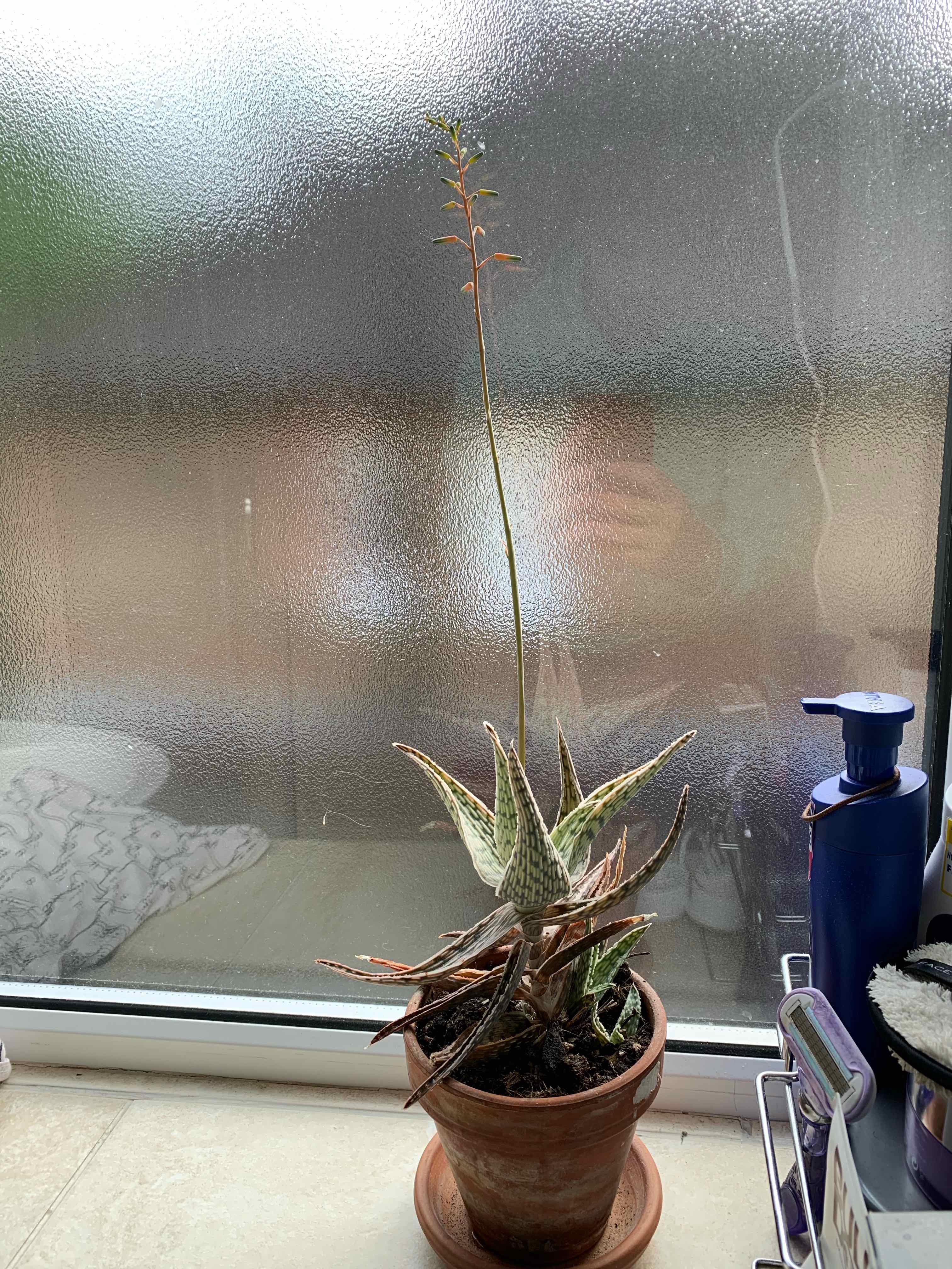 Snowflake Aloe plant on a windowsill with a tall flowering stalk and some browning and yellowing leaves.