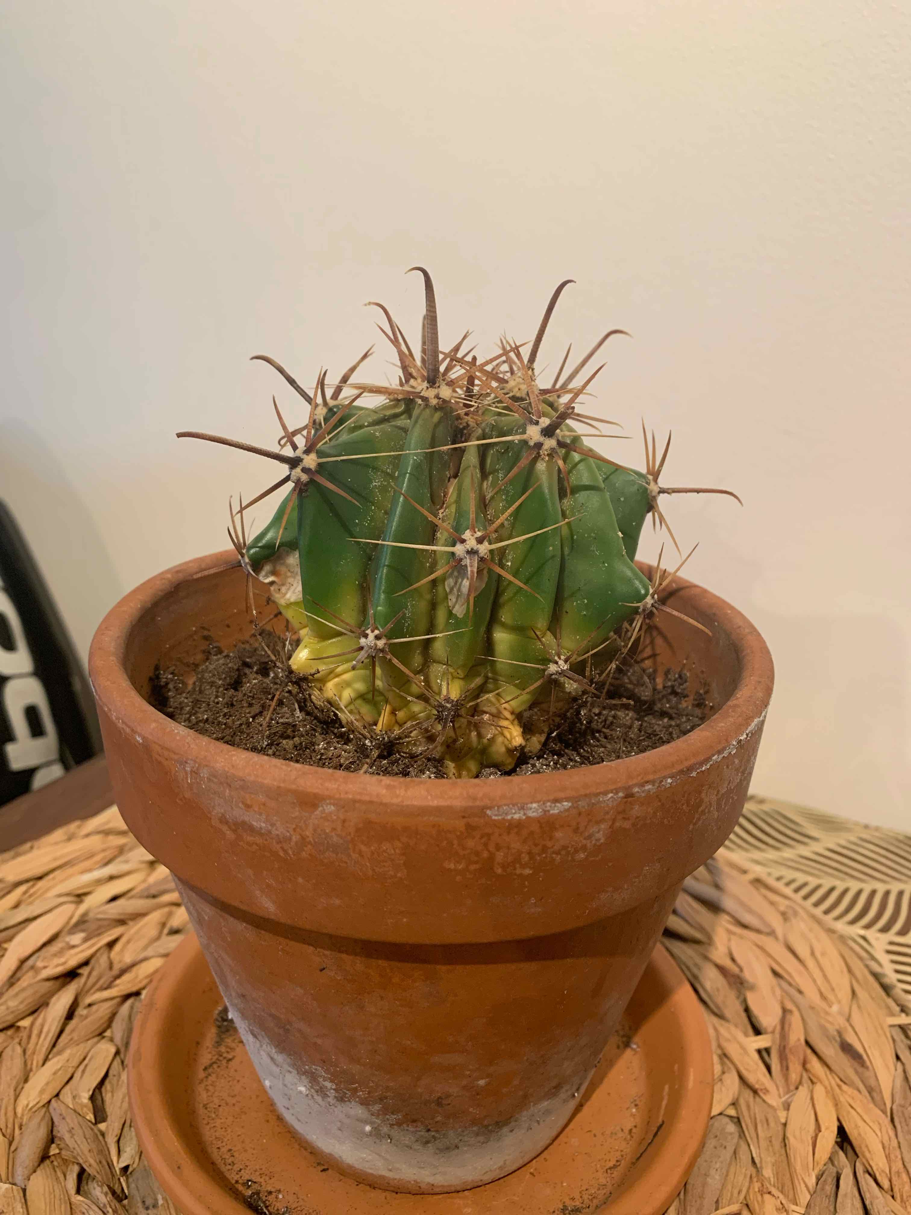 Blue Barrel Cactus in a terracotta pot with some yellowing at the base. Soil is visible.