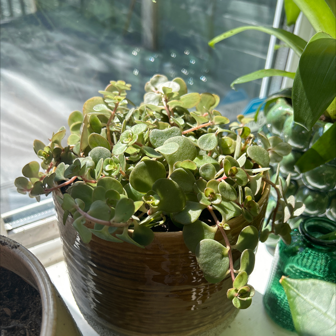 Sedum 'Himalayan Skies' plant in a pot on a windowsill, healthy green leaves.