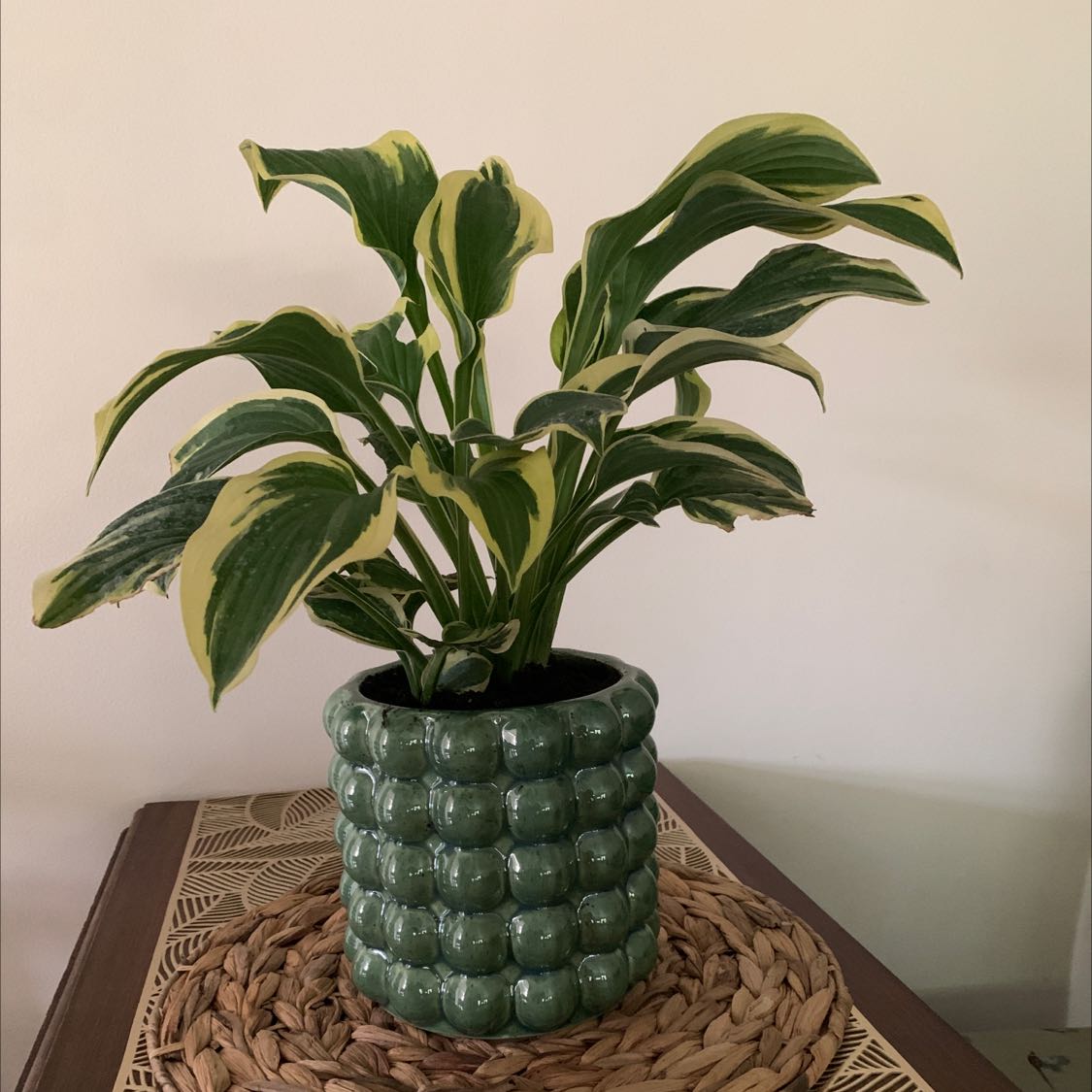 Hosta 'Patriot' plant in a decorative pot with vibrant green and white variegated leaves.