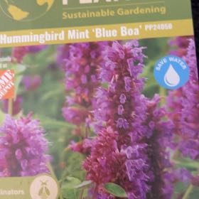 Photo of the plant species Hummingbird Mint by @HotMarvelofperu named da Vinci on Greg, the plant care app