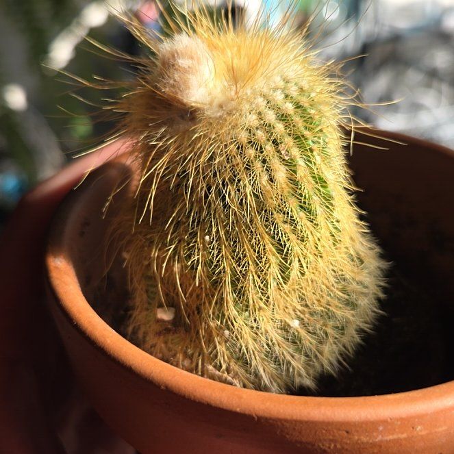 Photo of the plant species Lemon Ball Cactus by @TopAcoelorraphe named Mochi on Greg, the plant care app