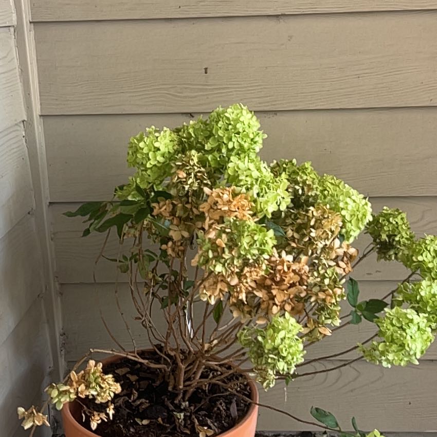 Photo of the plant species Little Lime Hydrangea by @LoyallyAvocado named Huckleberry Fern on Greg, the plant care app