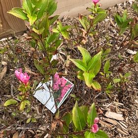 Photo of the plant species Sonic Bloom Weigela by @FoxyPaddleplant named Stella on Greg, the plant care app