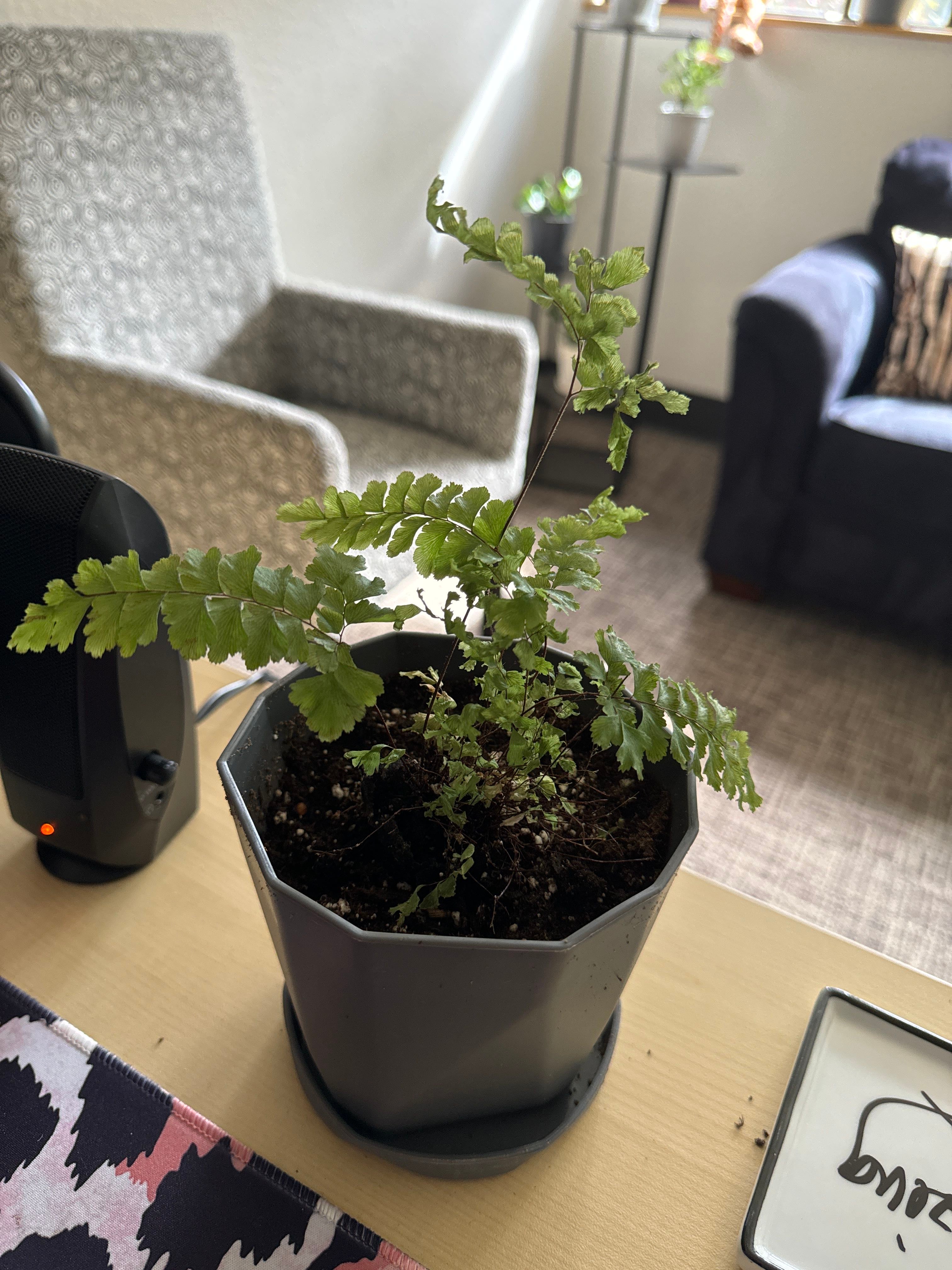 Keep Your Delta Maidenhair Fern Alive Light, Water & Care Instructions