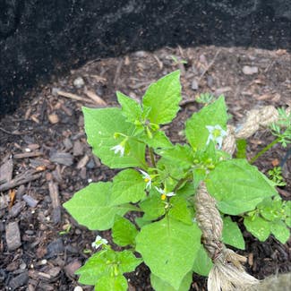 Black Nightshade plant in Somewhere on Earth