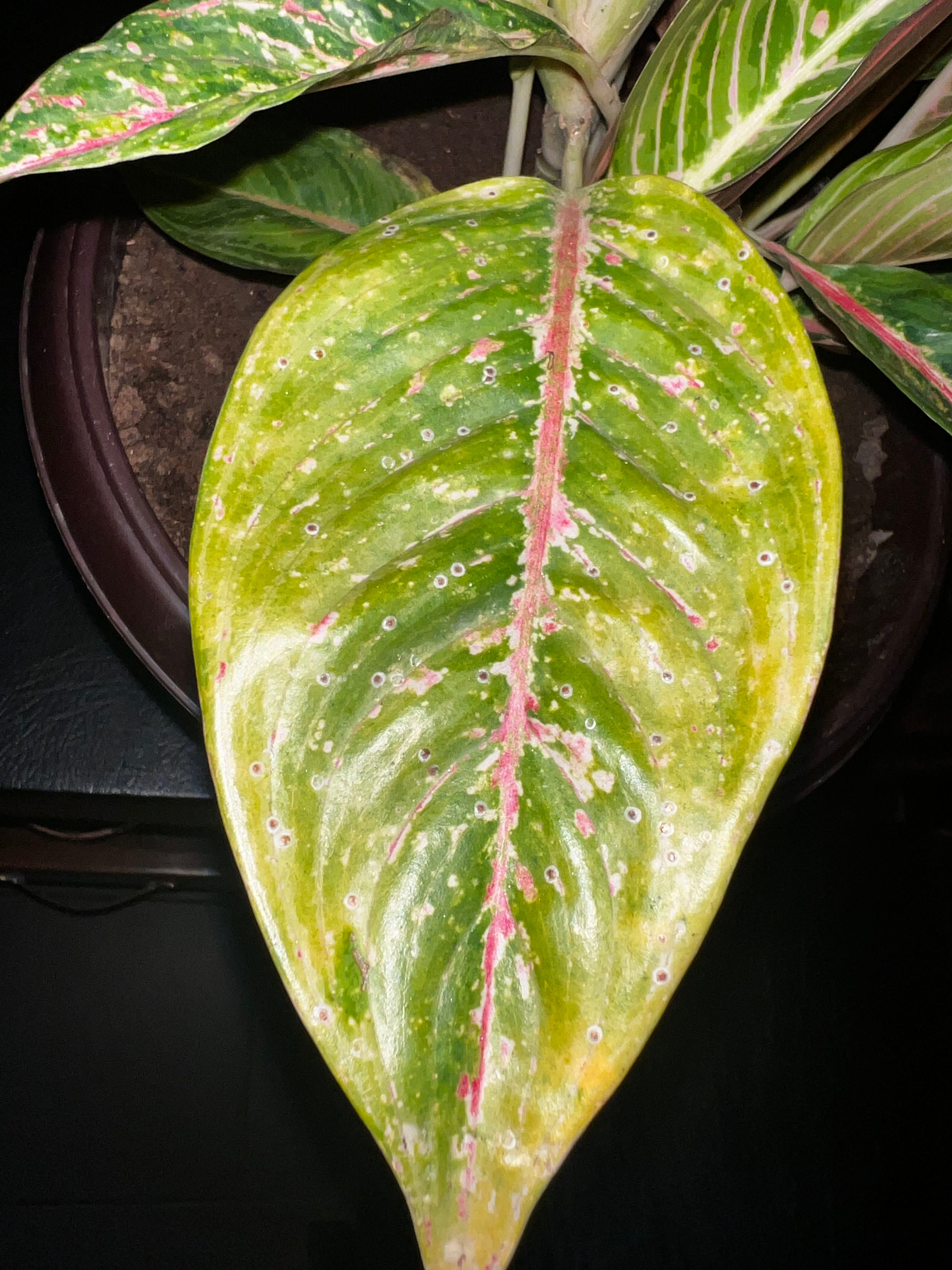 Hooker's Aglaonema How Much Water & Light Does it Need to Thrive?