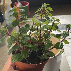 Photo of the plant species Peperomia meridiana by @SapientJicaro47 named ? on Greg, the plant care app