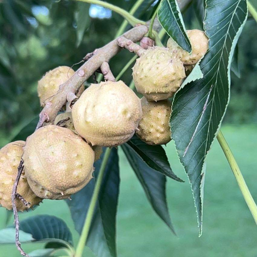 Photo of the plant species Japanese Medlar by @PureBittermelon named Morgan Treeman on Greg, the plant care app