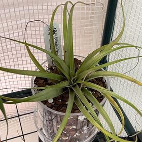 Photo of the plant species Tillandsia Capitata Yellow by @ZappyCrabapple named Naomi on Greg, the plant care app