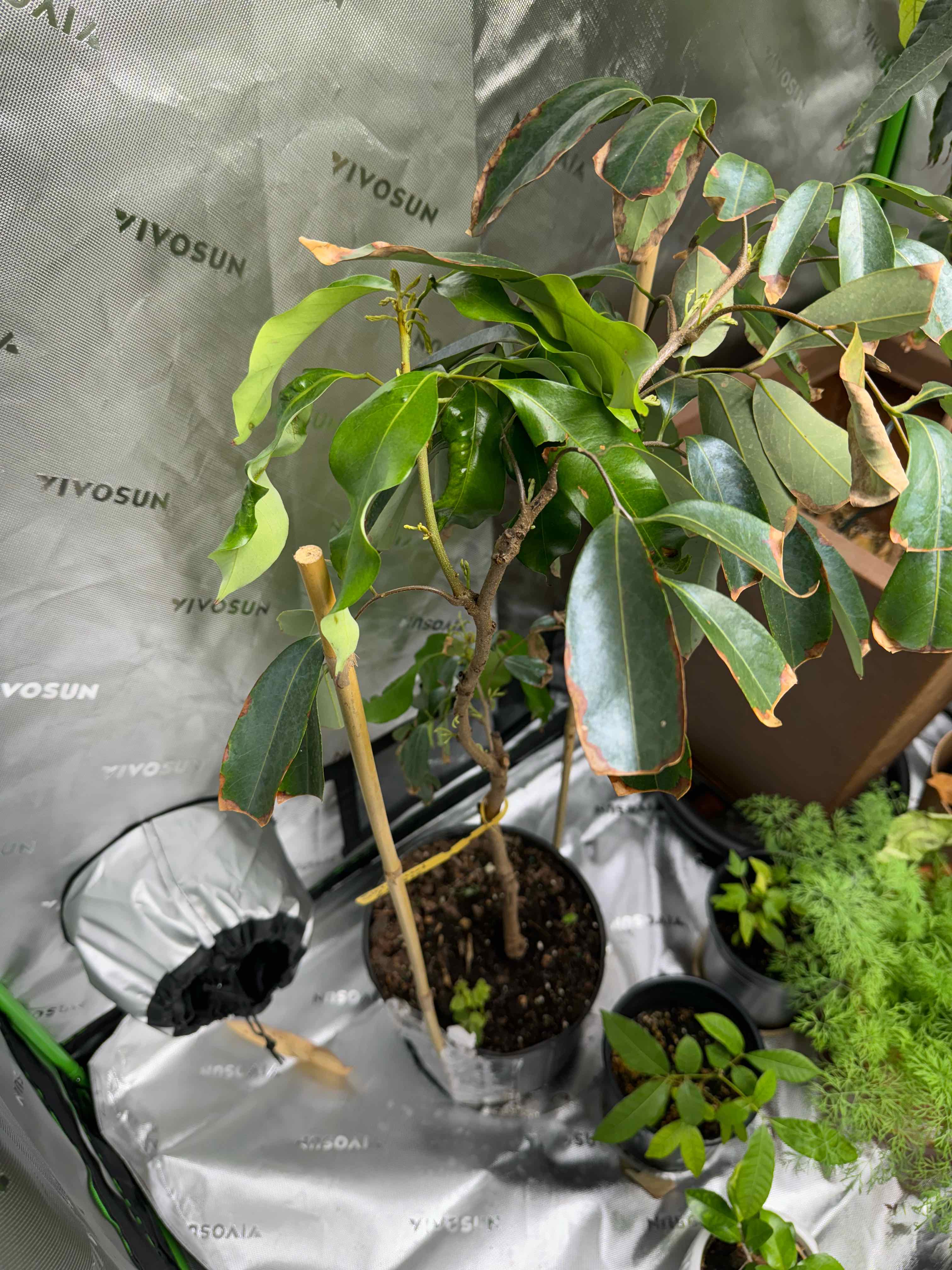 Photo of the plant species Lychee by @ManlyGreatbrome named LiloStitch on Greg, the plant care app