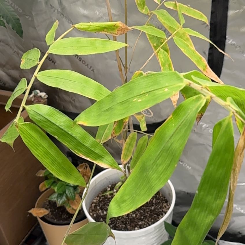 Photo of the plant species Golden Chinese Timber Bamboo by @ManlyGreatbrome named Taylor Swift on Greg, the plant care app