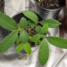 Photo of the plant species Longan by @ManlyGreatbrome named Spike Leaves on Greg, the plant care app