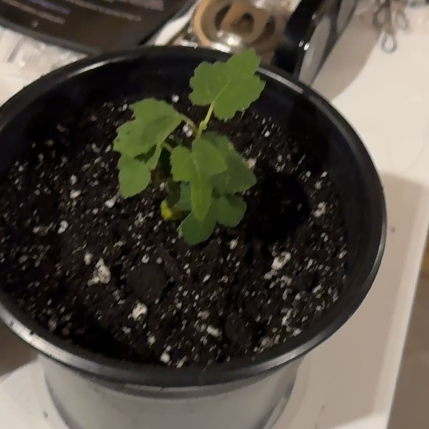 Photo of the plant species mission fig tree by @ManlyGreatbrome named Curie on Greg, the plant care app