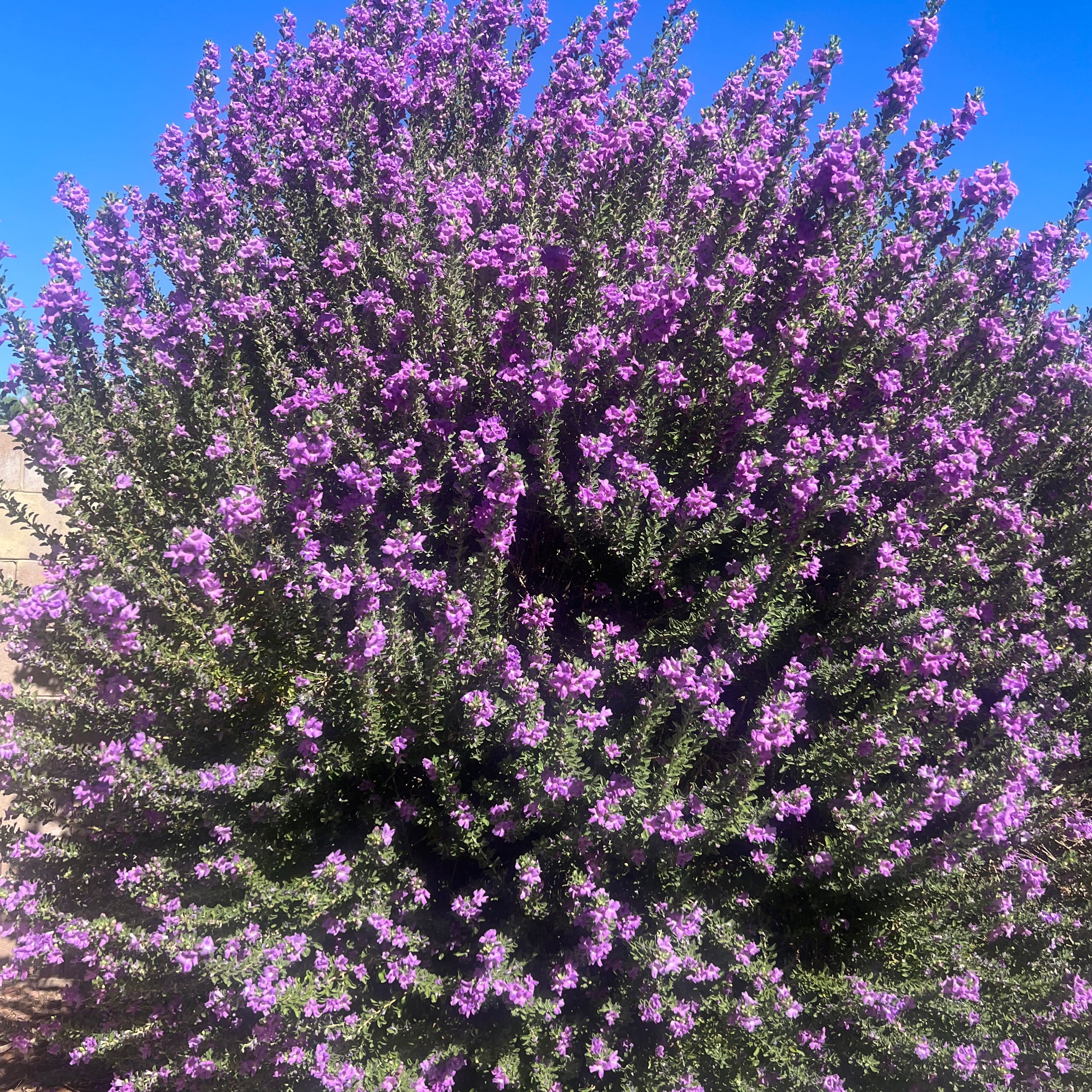 Photo of the plant species Texas Sage by @Plantfire named Luck on Greg, the plant care app