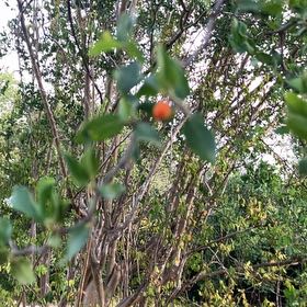Photo of the plant species Chinese Wolfberry by @SnazzySnailvine named Demi on Greg, the plant care app