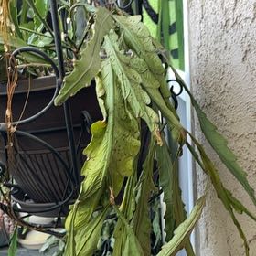 Photo of the plant species German Empress Orchid Cactus by @SportBonsi97 named Sonora on Greg, the plant care app