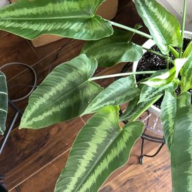 Photo of the plant species Green Shield Alocasia by @ChosenPalqui named Dolores on Greg, the plant care app