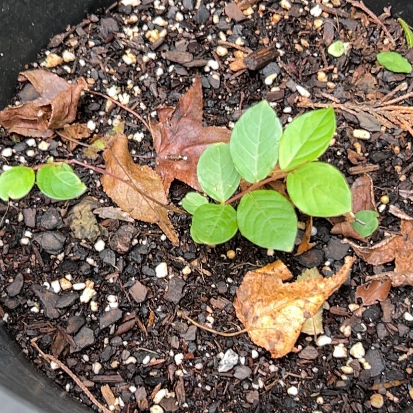 Photo of the plant species Natchez Crape Myrtle by @ChosenPalqui named Denali on Greg, the plant care app