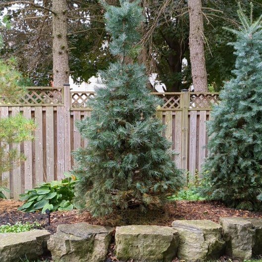 Photo of the plant species Silver Fir by @AbleEmmenanthe named Figyonce on Greg, the plant care app