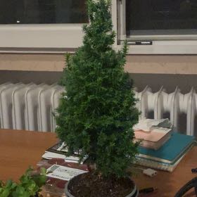 Photo of the plant species Plum Cedar by @HeiressDyebush named Gates on Greg, the plant care app