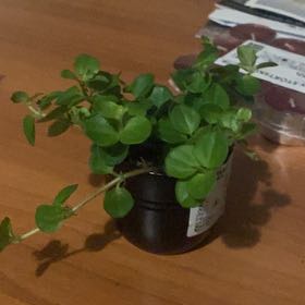 Photo of the plant species Himalayamix peperomia by @HeiressDyebush named McKinley on Greg, the plant care app
