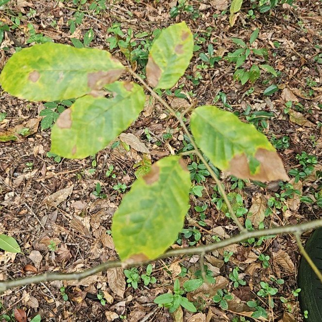 Photo of the plant species Chinese Chestnut by @FunTurkeyoak20 named Emerson on Greg, the plant care app