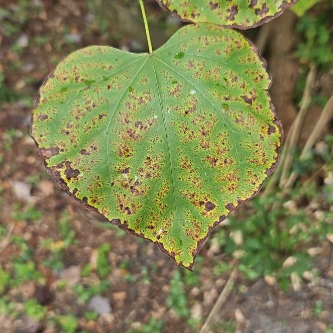 Photo of the plant species Eastern Redbud 'Oklahoma' by @FunTurkeyoak20 named James Dean on Greg, the plant care app