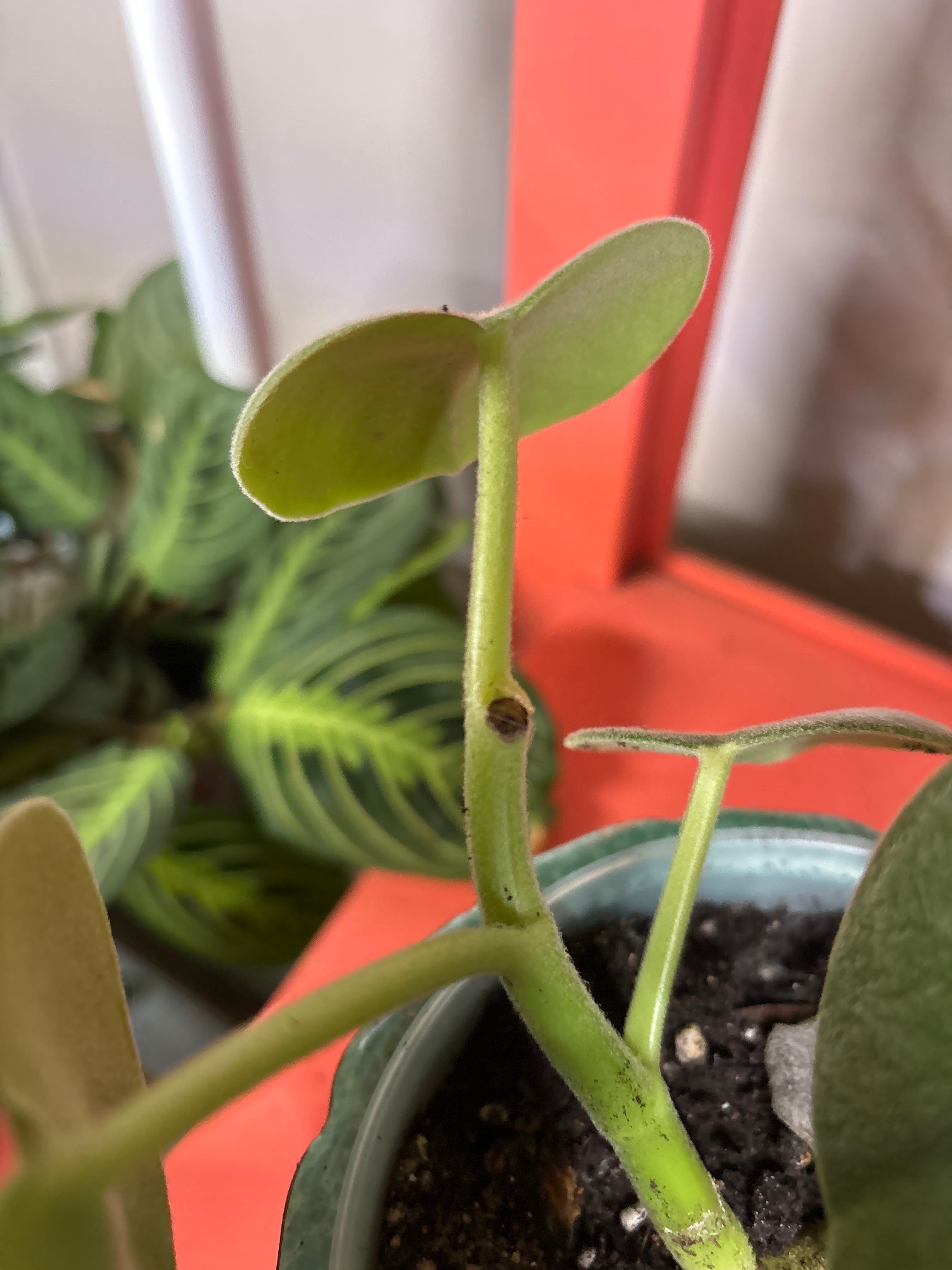 Baby Rubber Plant How Much Water & Light Does it Need to Thrive?