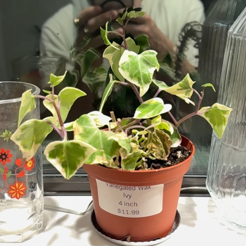 Photo of the plant species Variegated Wax Ivy by @Tylersplants named Harry on Greg, the plant care app